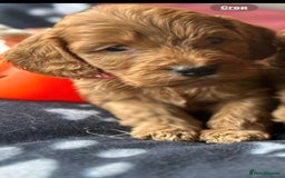 Cockapoo dogs for sale: 7 f1 cockapoo  - Image 4