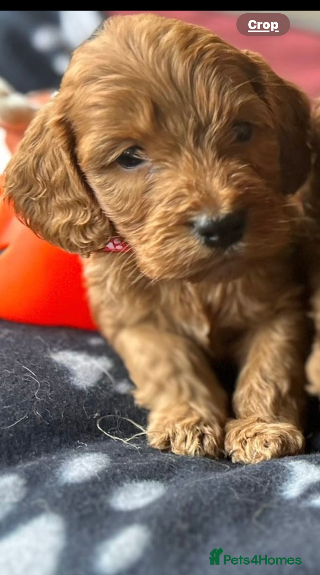Cockapoo dogs for sale: 7 f1 cockapoo  - Image 4