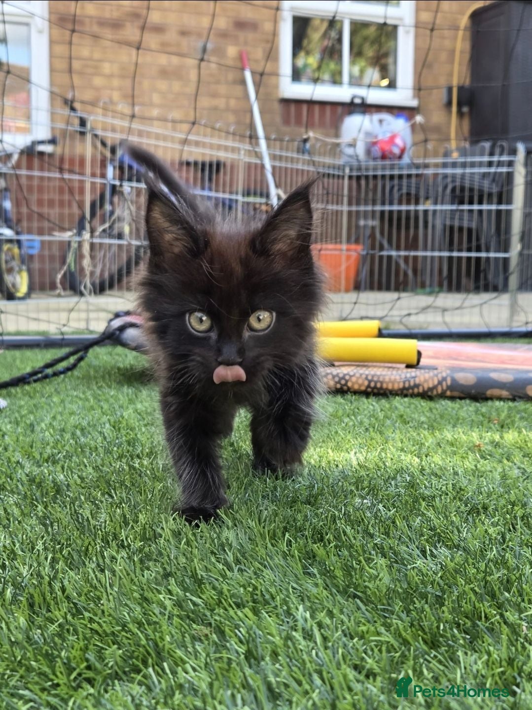 Maine Coon cats Male Black Maine Coon Kitten - Advert 5