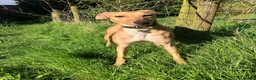 Lurcher dogs for adoption: LENNOX, 2-year-old lurcher in rescue - Advert 2