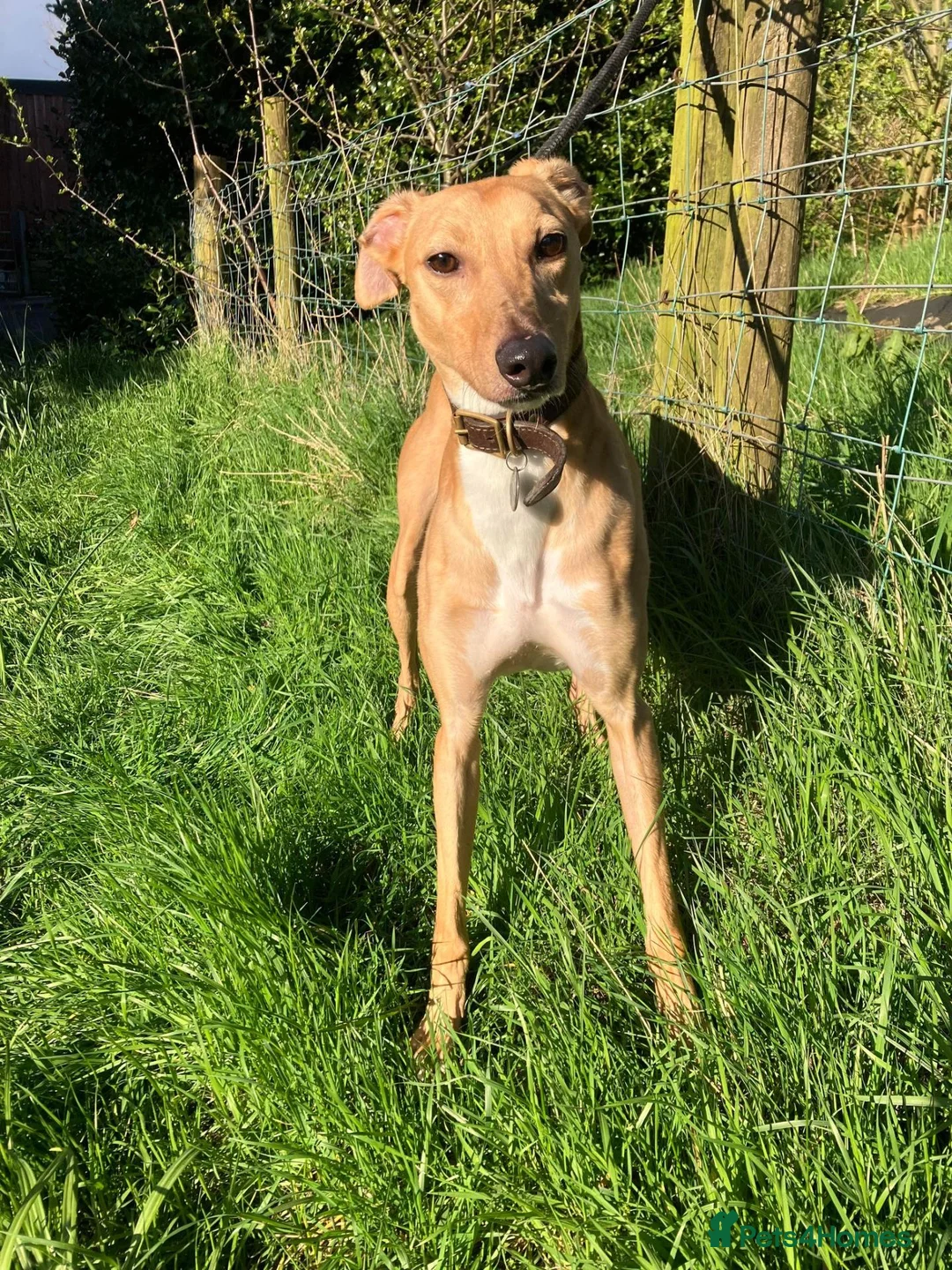 Lurcher dogs for adoption: LENNOX, 2-year-old lurcher in rescue - Advert 2