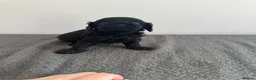 Cavapoo dogs for sale: Health tested F1 cavapoo in Sittingbourne - Advert 10