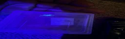 Scorpions invertebrates for sale: Captive-Bred Dune Scorpion Slings  - Advert 4