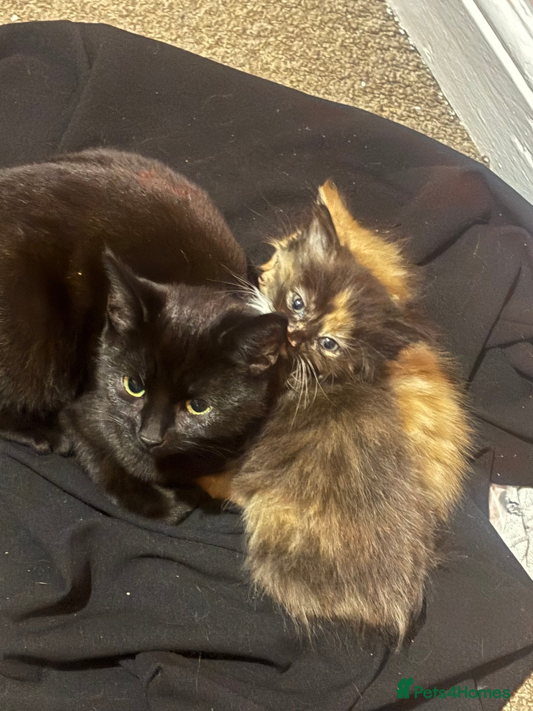 British Shorthair cats for sale: 2 kittens for sale  - Advert 3