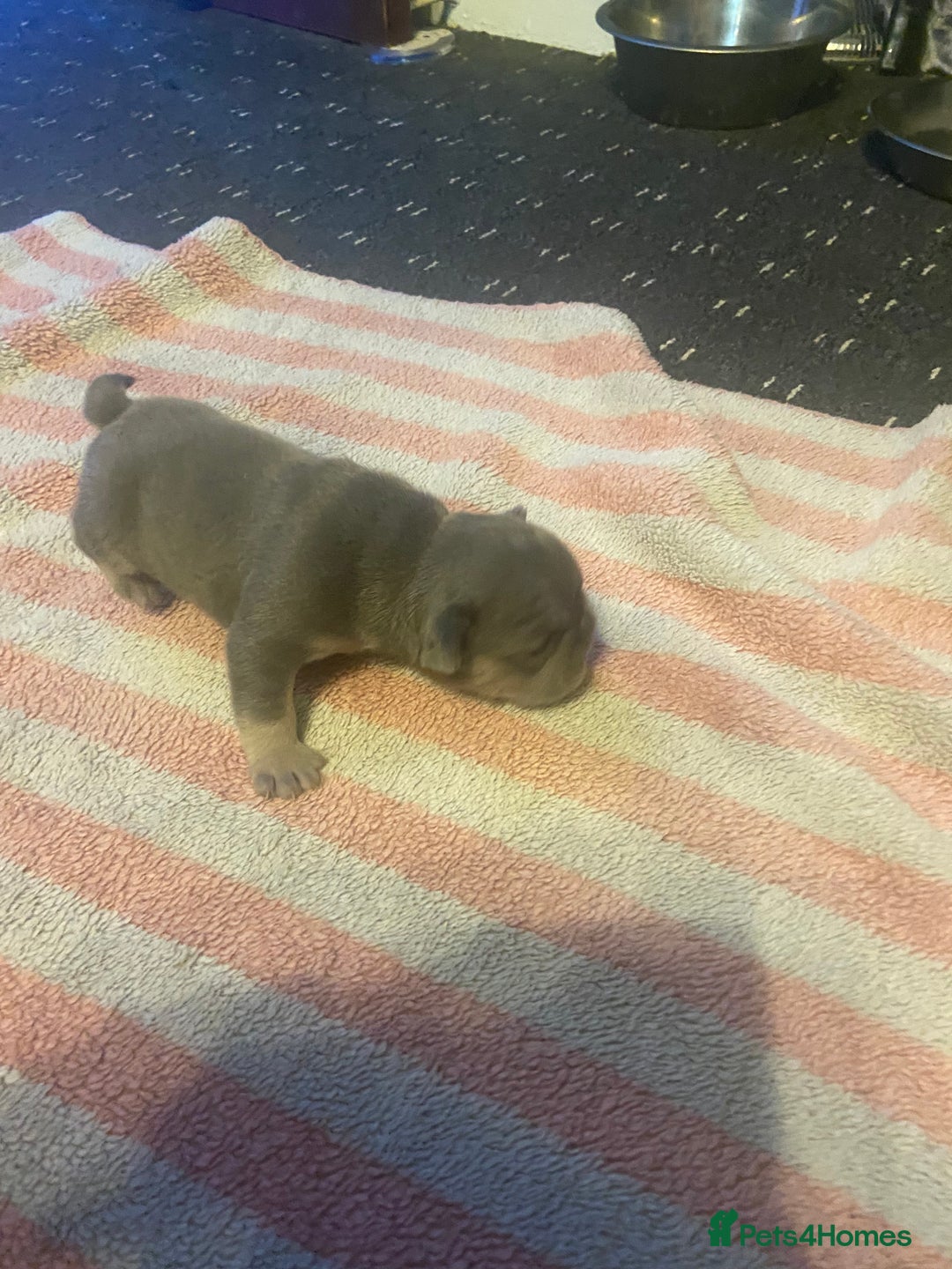 Mixed Breed dogs for sale: French bulldog/English bulldog - Advert 25