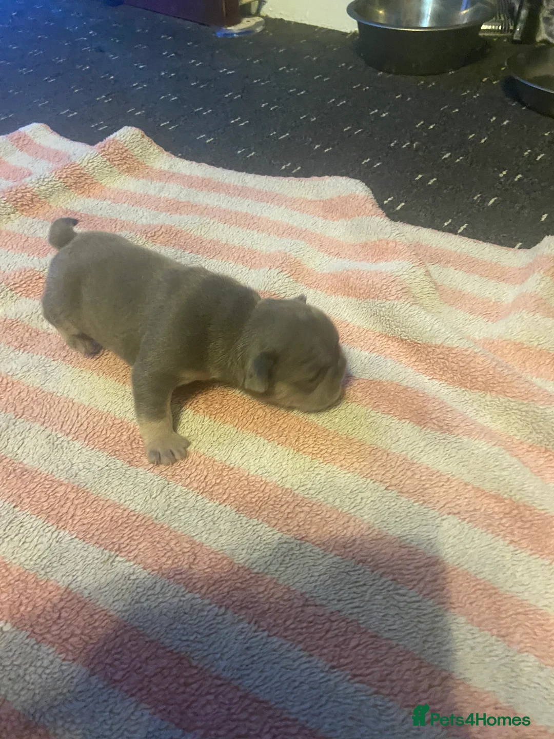 Mixed Breed dogs for sale: French bulldog/English bulldog - Advert 25