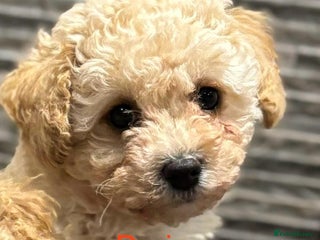 Poochon dogs 2 Poochons, Both Girls 💝Ready Now in Cheshire - Advert 2