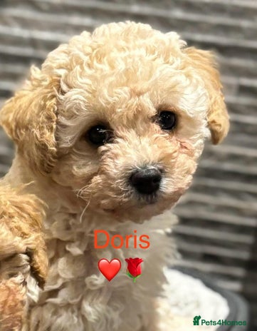 Poochon dogs 2 Poochons, Both Girls 💝Ready Now in Cheshire - Advert 1