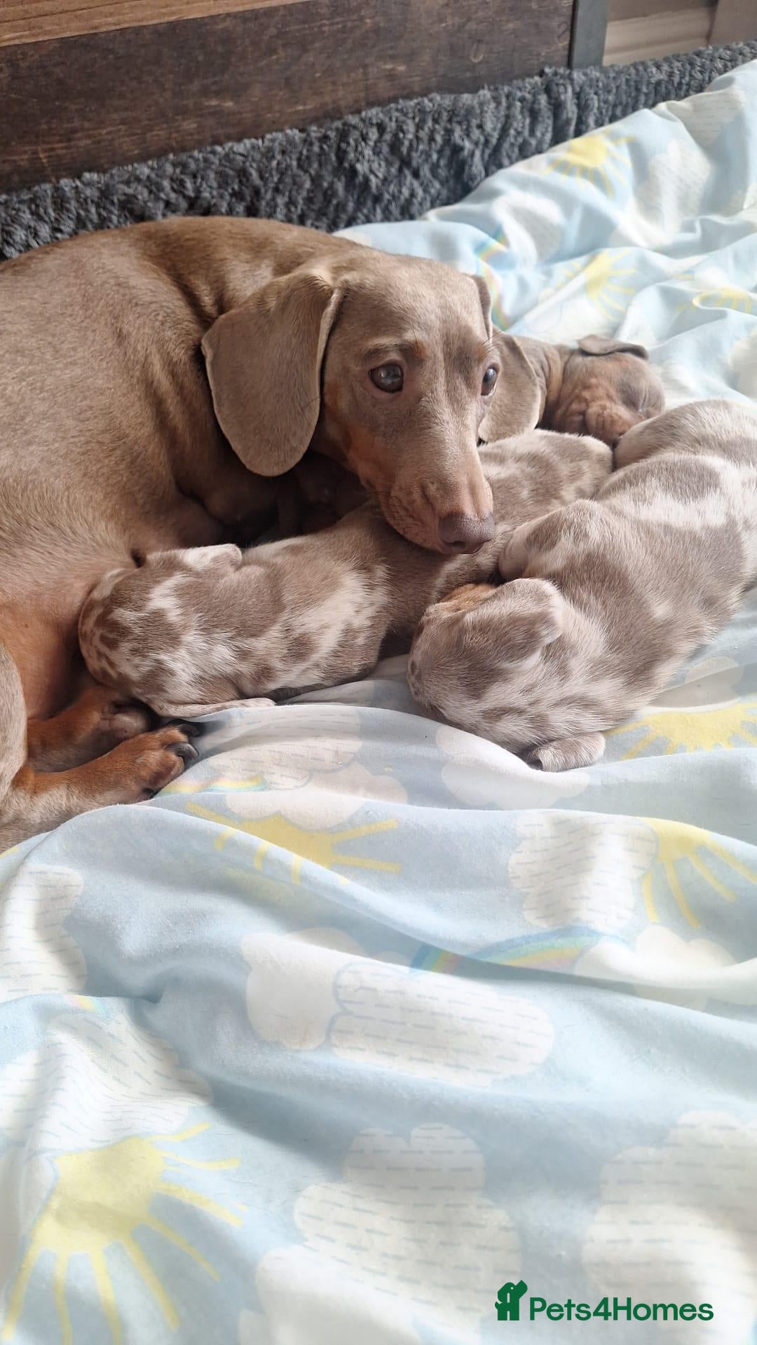 Miniature Dachshund dogs Outstanding KC Reg Mini Dachshund Puppies   - Advert 1