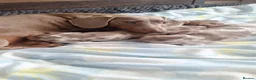 Miniature Dachshund dogs for sale: Outstanding KC Reg Mini Dachshund Puppies   in Wigan - Advert 1