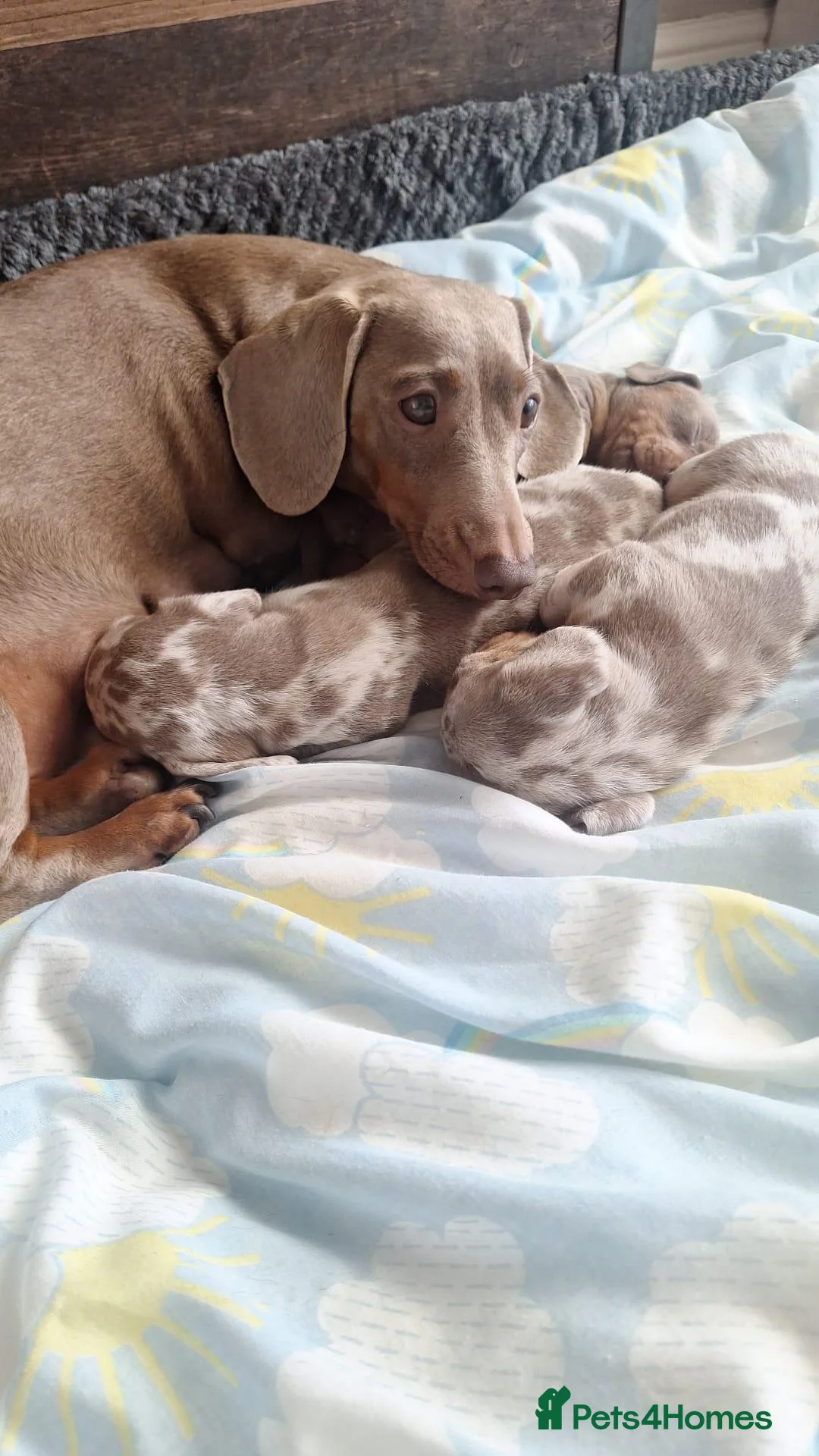 Miniature Dachshund dogs for sale: Outstanding KC Reg Mini Dachshund Puppies   in Wigan - Advert 1