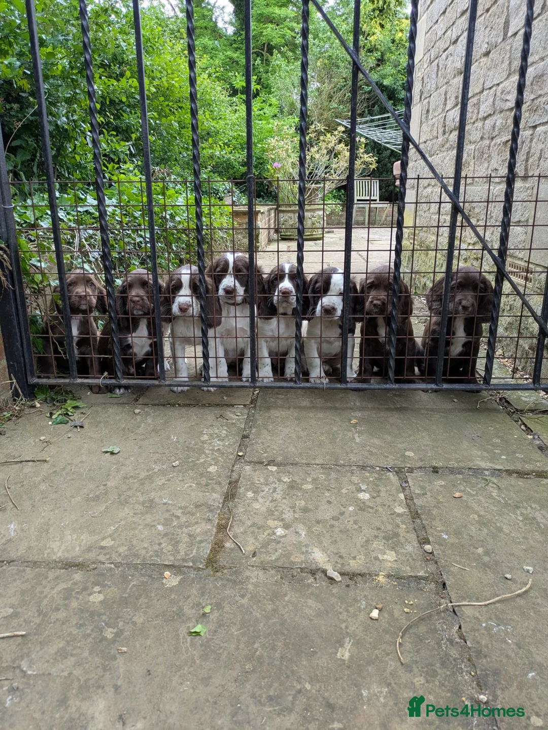 Sprocker dogs for stud: Health tested sprocker for stud in Shrewsbury - Advert 31