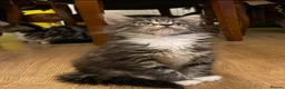 Maine Coon cats for sale: Three adorable Maine Coon Kittens For Sale  - Advert 19