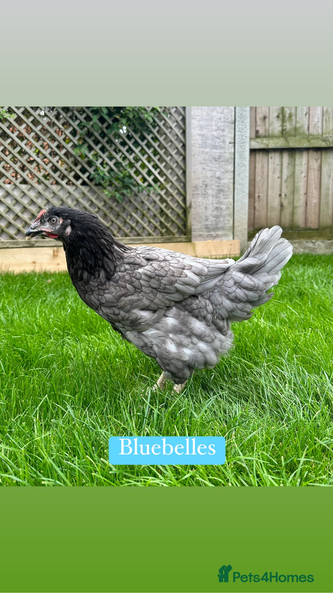 Chickens poultry for sale: Coloured hybrid hens at pol - Image 3