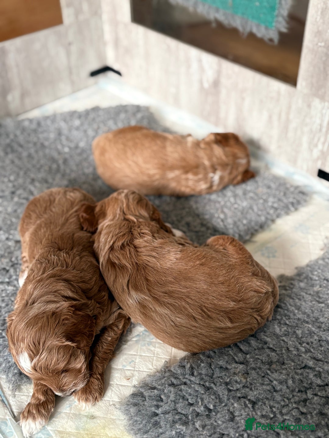 Mixed Breed dogs for sale: Australian Labradoodle  1 girl available - Image 4