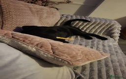 Mixed Breed dogs for sale: Beau Labrastaff - Image 2