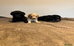 Cockapoo dogs for sale: Extensively health tested Cockapoo puppy’s  - Image 22