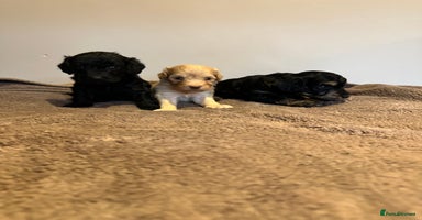 Cockapoo dogs - Advert 4