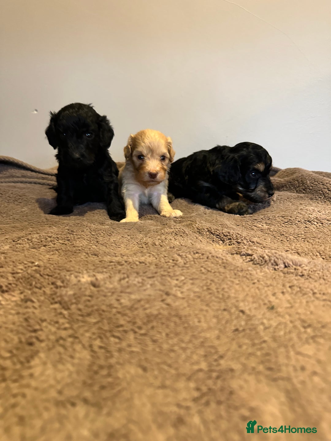 Cockapoo dogs for sale: Extensively health tested Cockapoo puppy’s  - Image 22