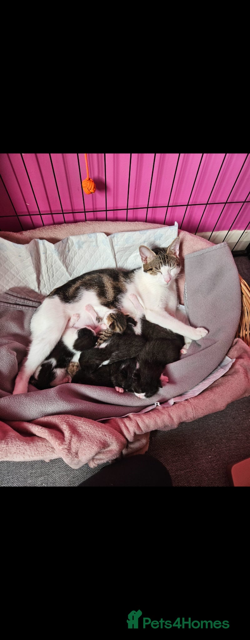 British Shorthair cats Kittens from loving home looking for their person  - Advert 1