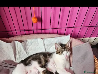 British Shorthair cats Kittens from loving home looking for their person - Advert 1