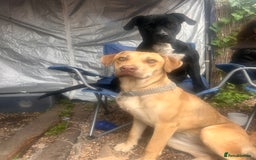 Mixed Breed dogs for sale: Cano corso mix pup  - Image 7