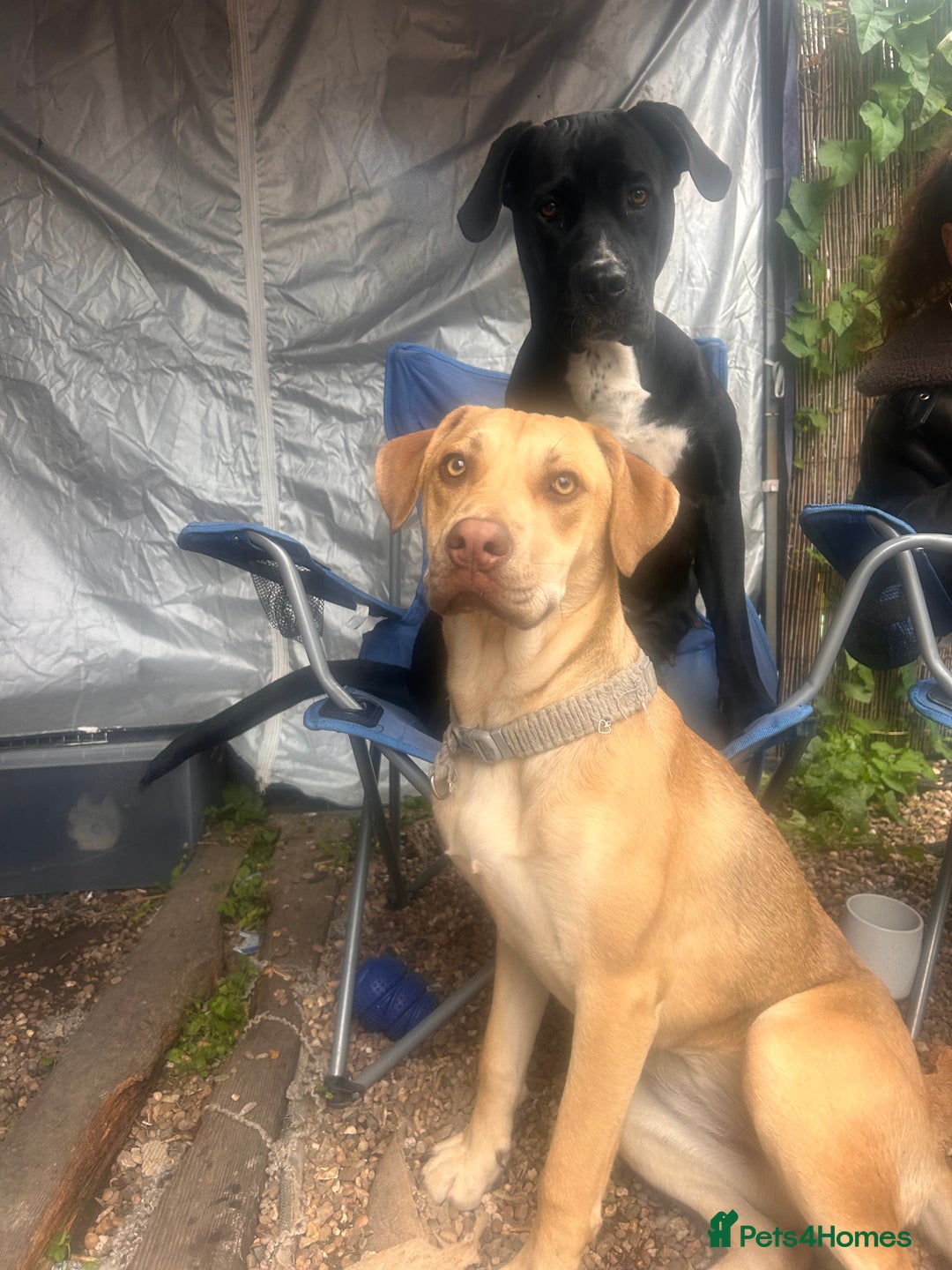 Mixed Breed dogs for sale: Cano corso mix pup  - Image 7