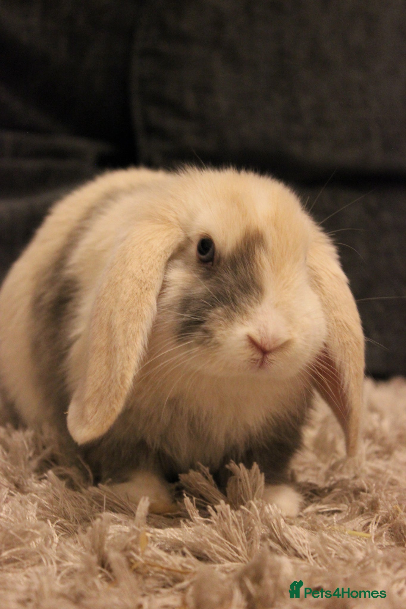 Mixed Breed rabbits Dewey Male rabbit about 4 months old  - Advert 1