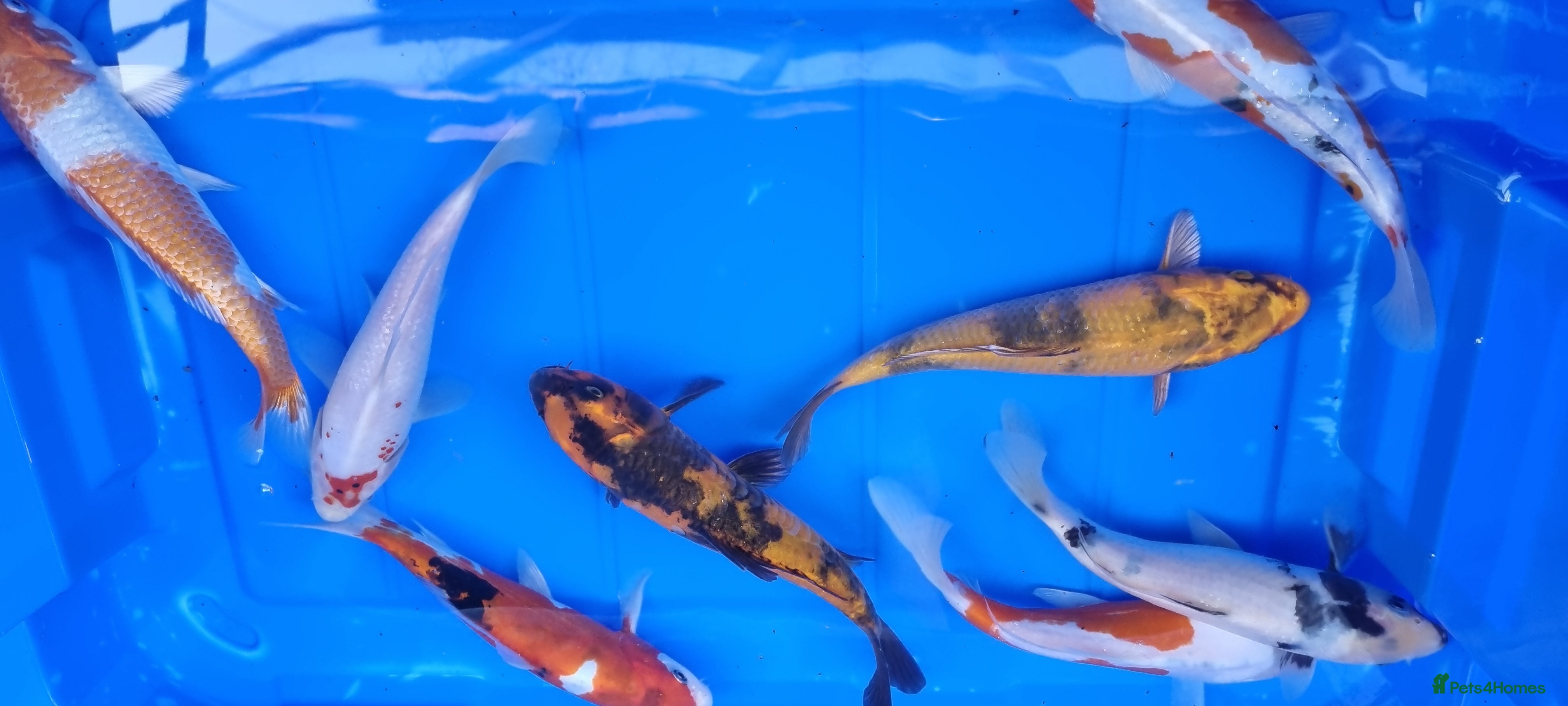 Koi Carp fish 8 to 10 inch Koi Carp mix pond fish in Chorley  - Advert 20