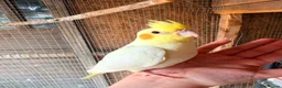 Cockatiels birds for sale: Lovely baby cockatiel  - Advert 1