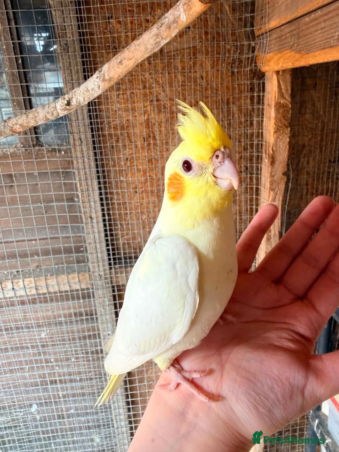 Cockatiels birds for sale: Lovely baby cockatiel  - Advert 1