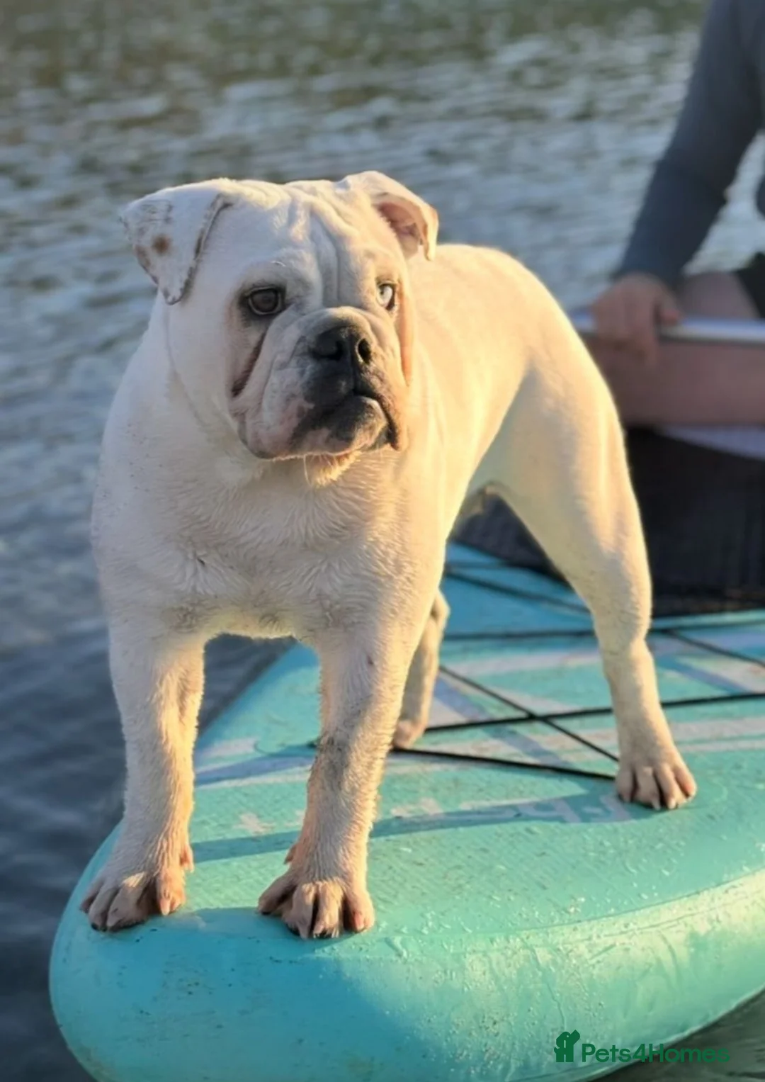 English Bulldog dogs for sale: English Bulldog pups  in Belfast - Advert 1