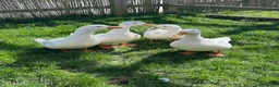 Ducks poultry for sale: 4 Pekin Ducks for Rehoming (3 Female, 1 Male) in Colchester - Advert 5