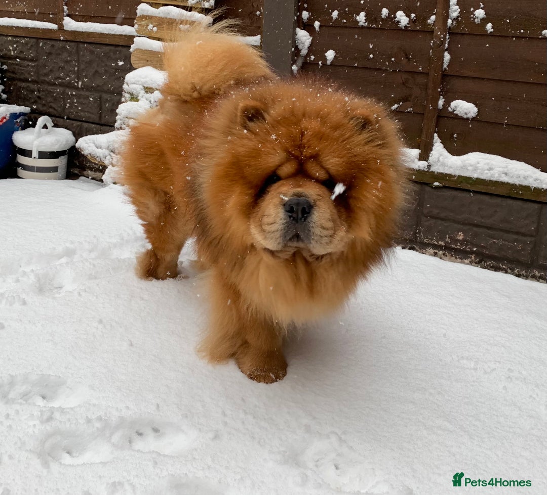 Mixed Breed dogs for sale: Chow x frenchie  - Image 5