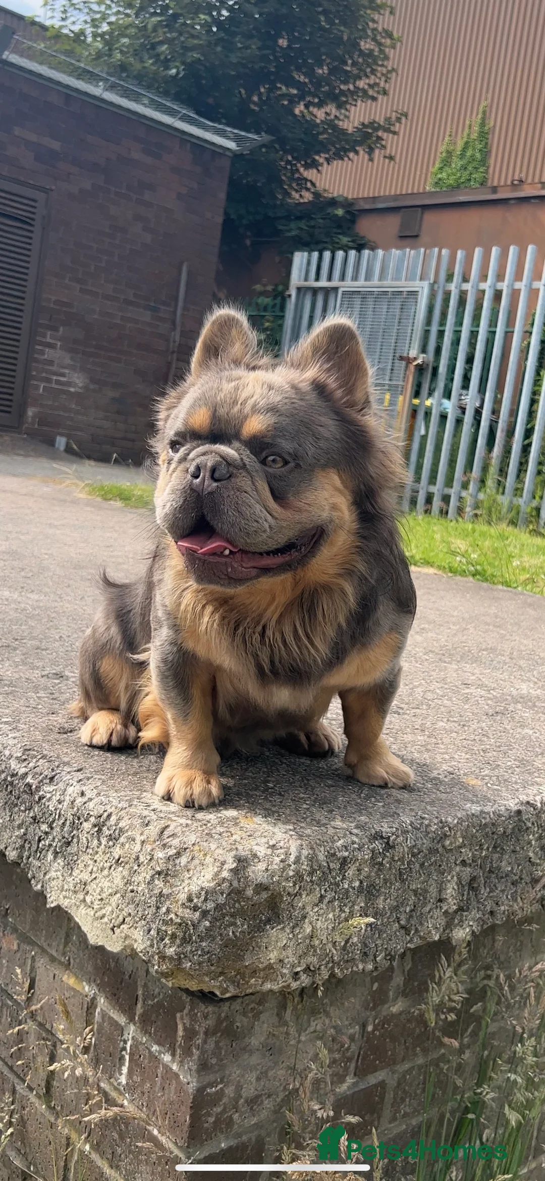 French Bulldog dogs for stud: Lilac & Cherry tan Fluffy in Manchester - Advert 4