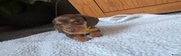 Miniature Dachshund dogs for sale: Miniature dachshund puppies - Advert 24