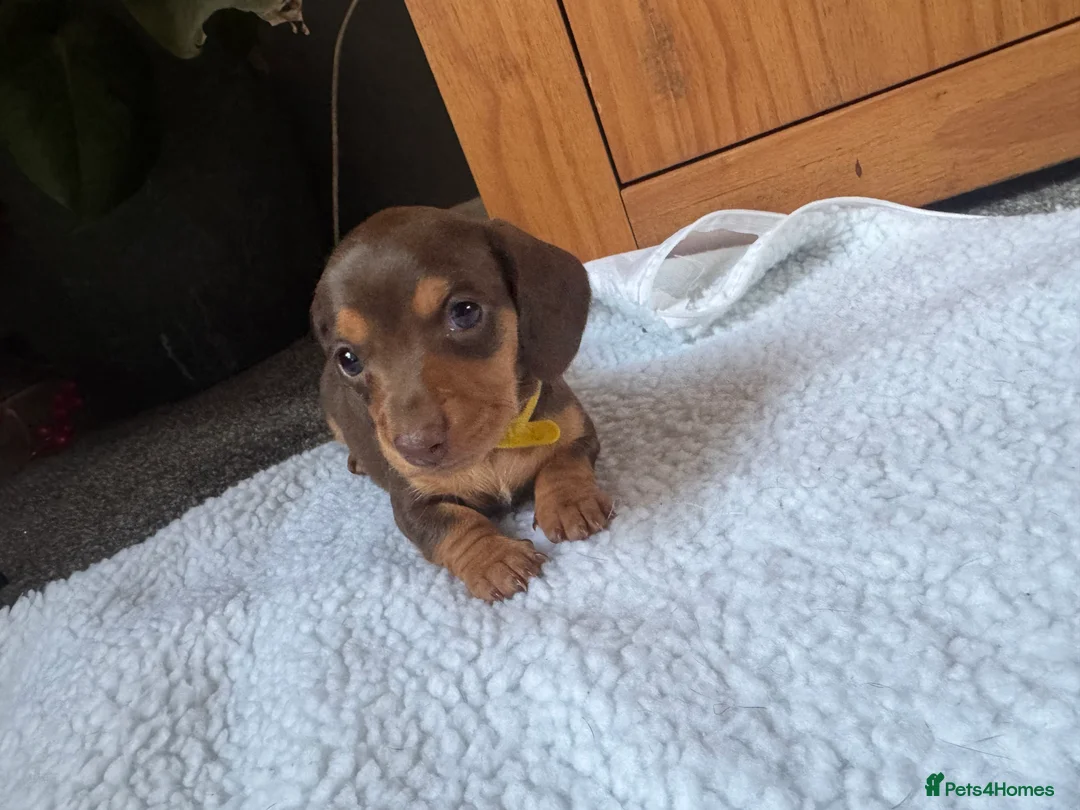 Miniature Dachshund dogs for sale: Miniature dachshund puppies - Advert 24