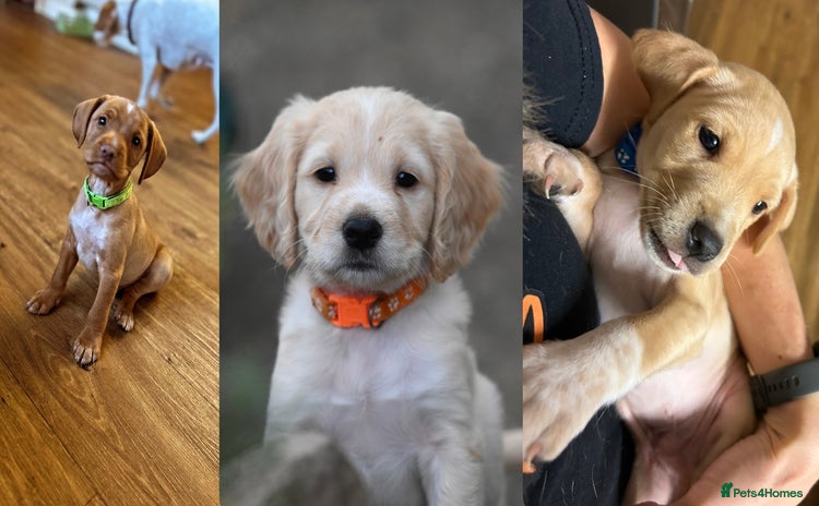 Cocker Spaniel dogs - Advert 10
