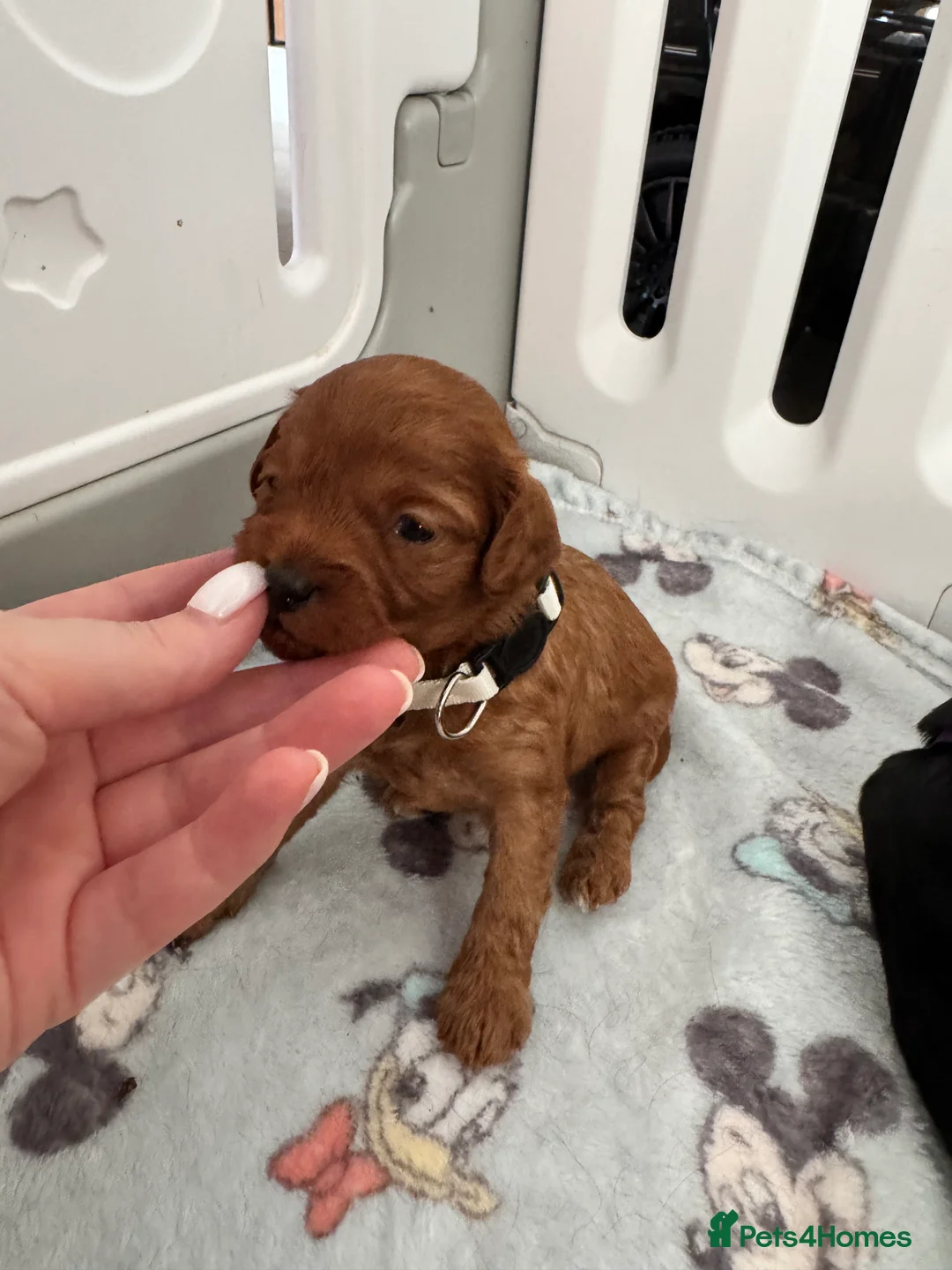 Cavapoo dogs for sale: A stunning litter of 7 little Cavapoo’s - Advert 3