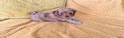 Cockapoo dogs for sale: Beautiful Cockapoo* Toy Poodle Puppies  - Advert 5