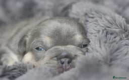 French Bulldog dogs for sale: Stunning French bulldog puppies  - Advert 22