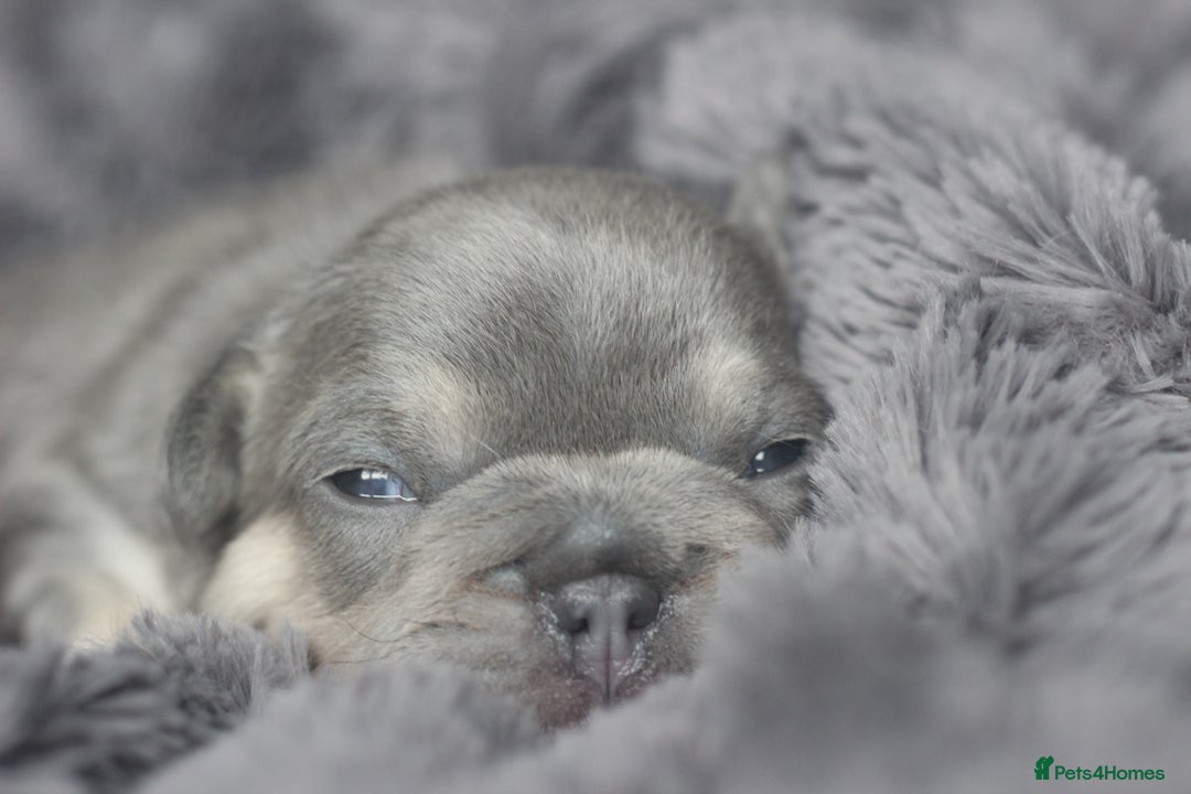 French Bulldog dogs for sale: Stunning French bulldog puppies  - Advert 22