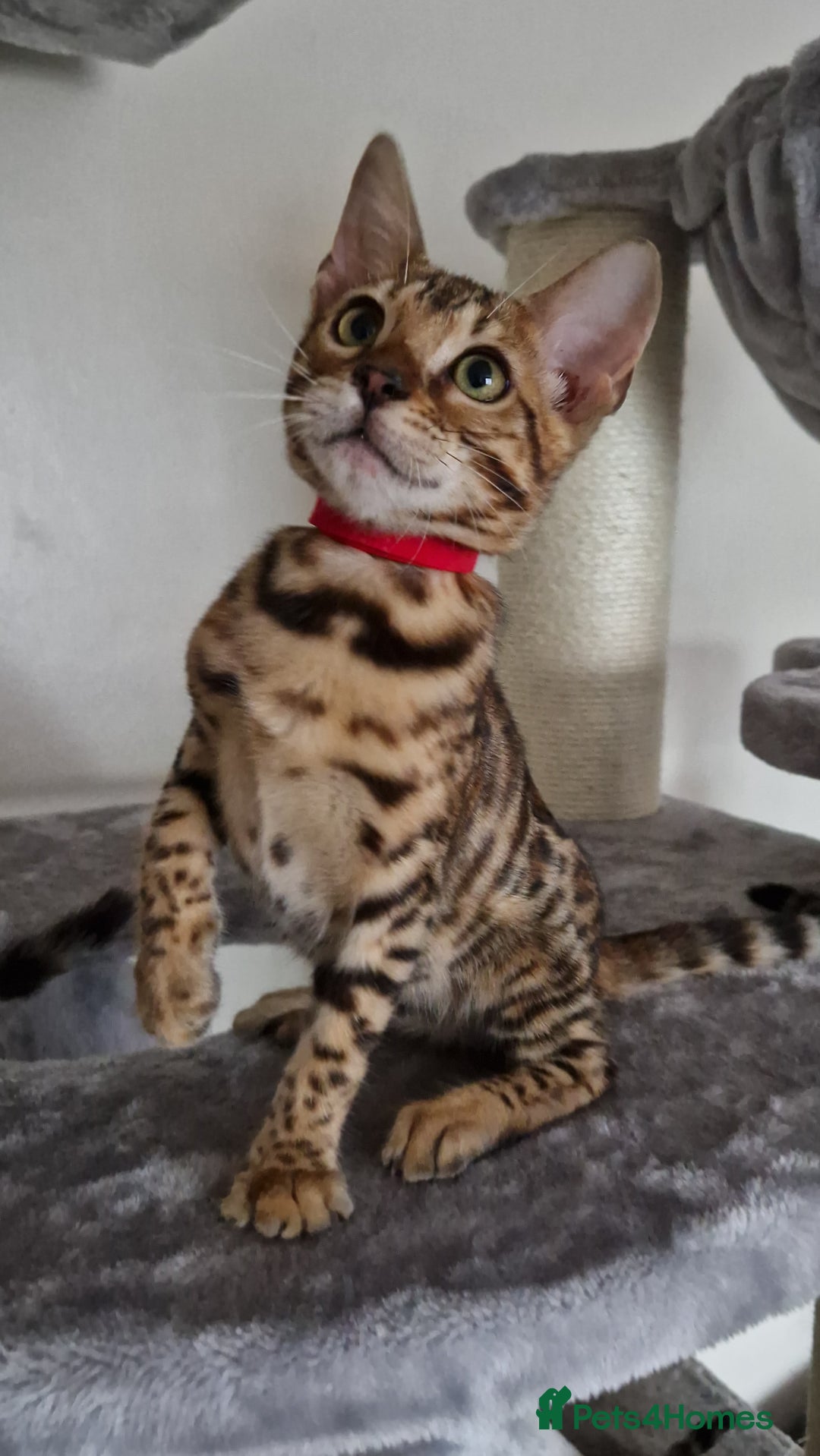 Bengal cats for sale: Last one😍Pure Bengal kittens❤️Ready to go😍 - Image 37
