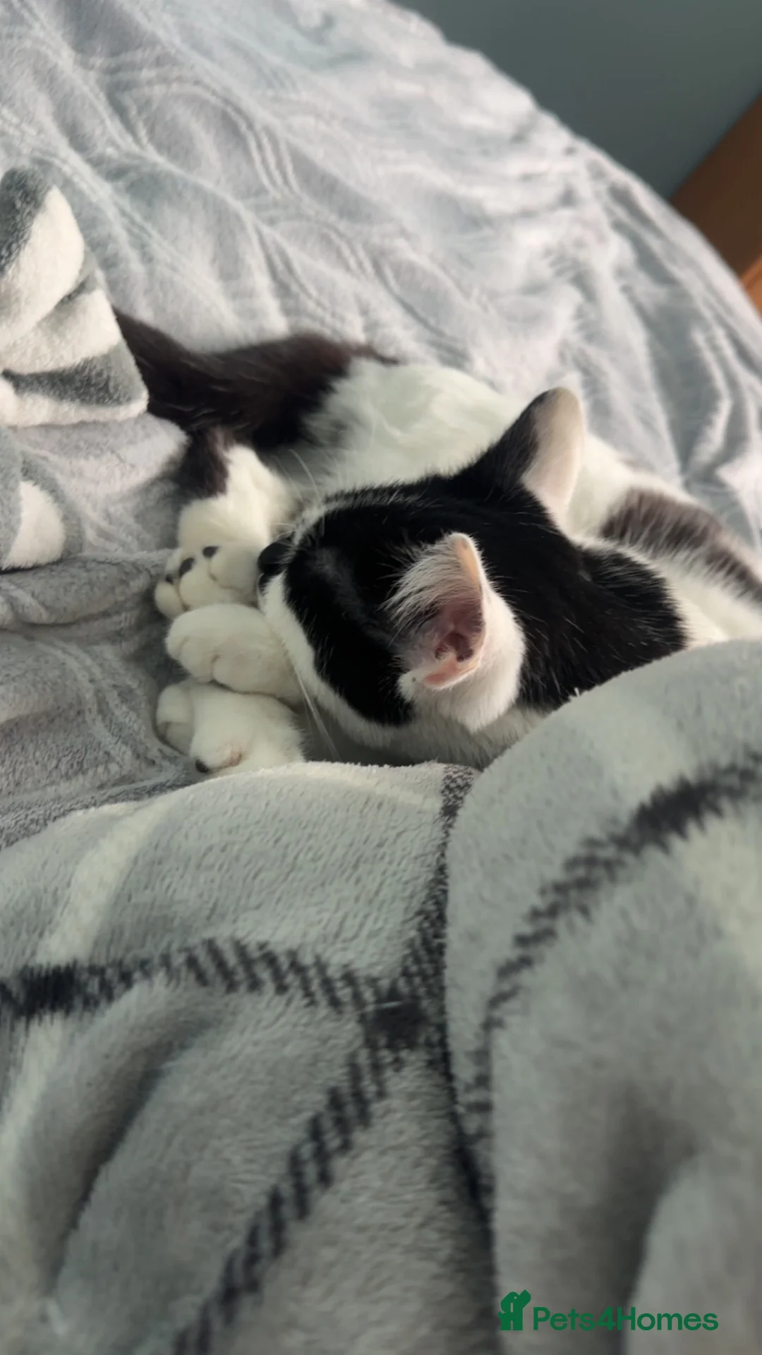 British Shorthair cats for sale: Chaos  in Weston-super-Mare - Advert 6