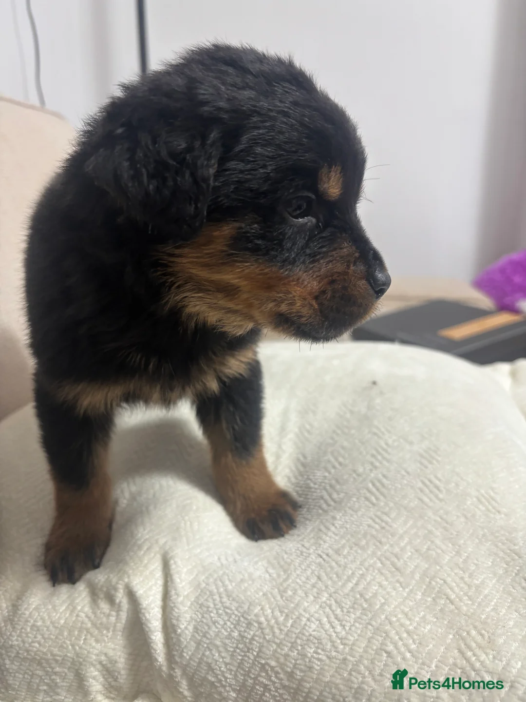 Rottweiler dogs for sale: 🐾🐶 beautifulRottweiler puppies 3 Girls Left🐶🐾 - Advert 12