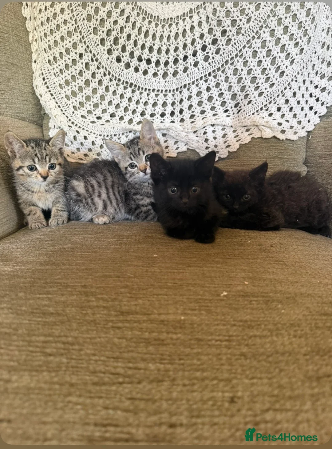 Mixed Breed cats for sale: Beautiful tabby / black kittens - Advert 4