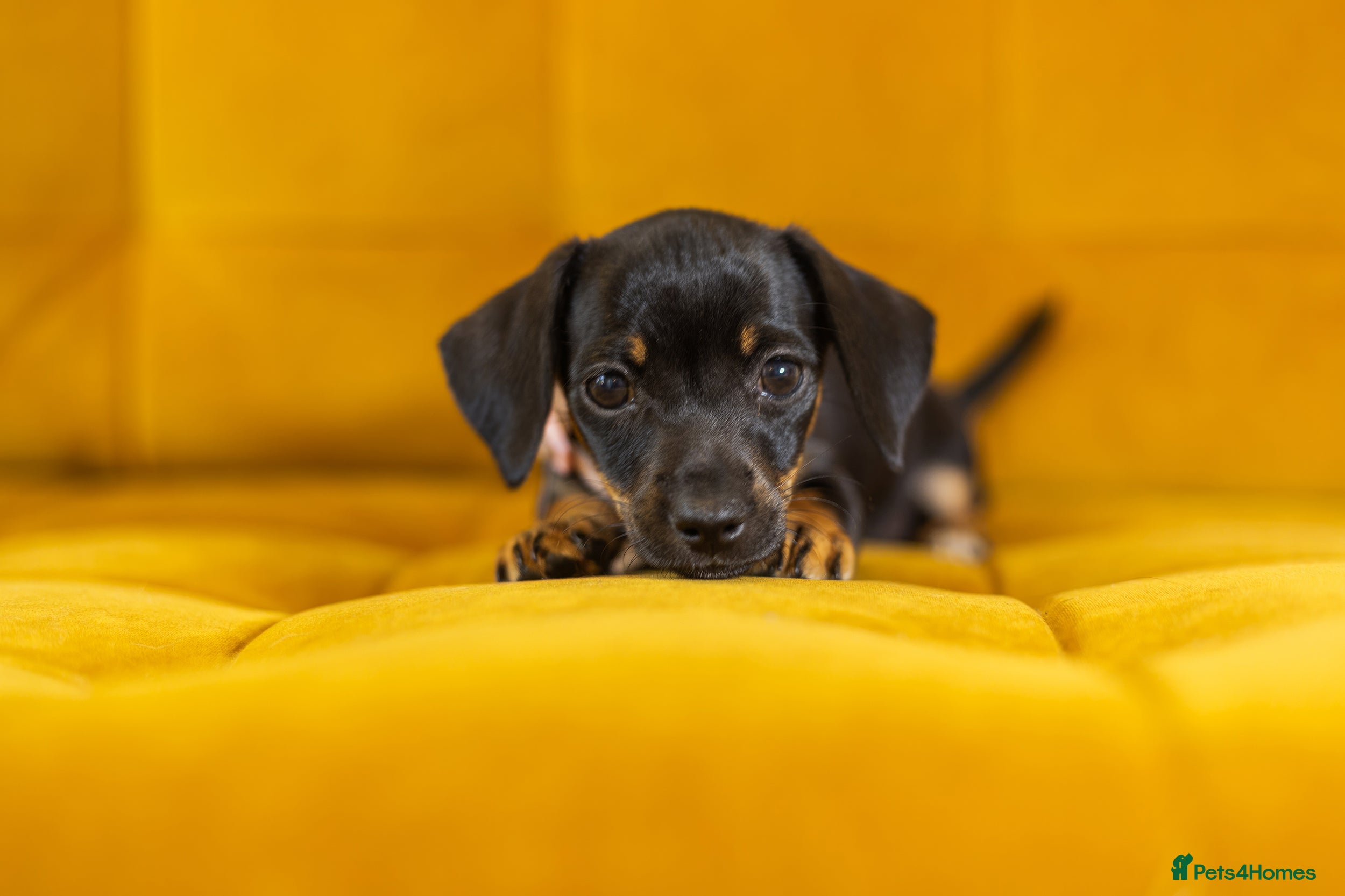 Jackshund dogs Daxijax/Jackshund/Dachshund/Jack - READY TO GO - Advert 2