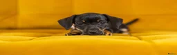 Jackshund dogs for sale: Daxijax/Jackshund/Dachshund/Jack - READY TO GO - Advert 12