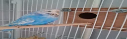Cockatiels birds for sale: 2 Silly tame cockatiels proven show pair budgies  - Advert 5