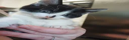 Mixed Breed cats for sale: White kittens  in Ipswich - Advert 2